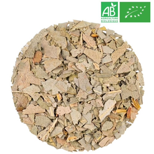 Eucalyptus Bio - Grossiste Plantes vrac