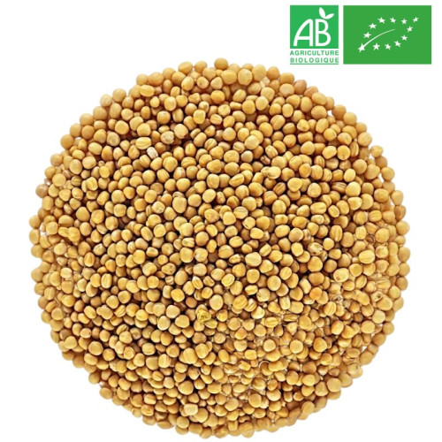 Graines de Moutarde Jaune Bio Grossiste Herboristerie Bio